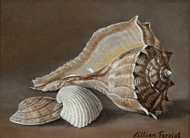 Lightning Whelk, Clam & Caribbean Arc